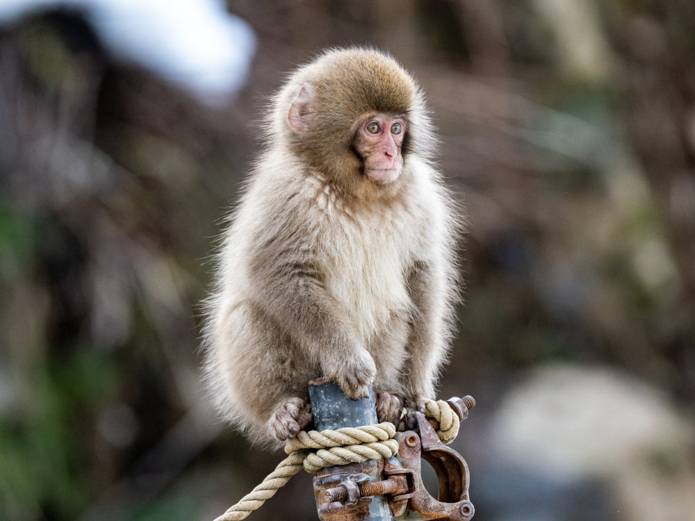 Punch the Monkey in Japan: The Viral Chiba Zoo Experience (and How to Relax After Your Trip)